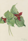 Slim Larkspur (Delphinium depauperatum) (1924)