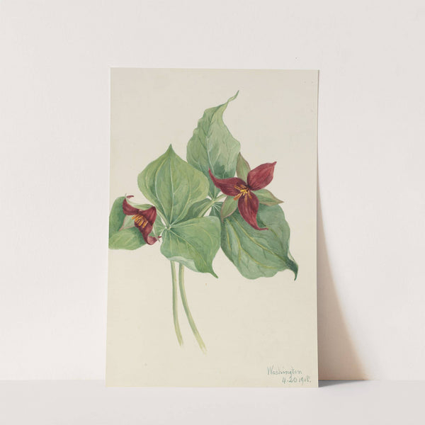 Red Trillium (Trillium erectum) (1918) by Mary Vaux Walcott