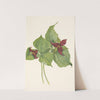 Red Trillium. Trillium erectum (1925) by Mary Vaux Walcott