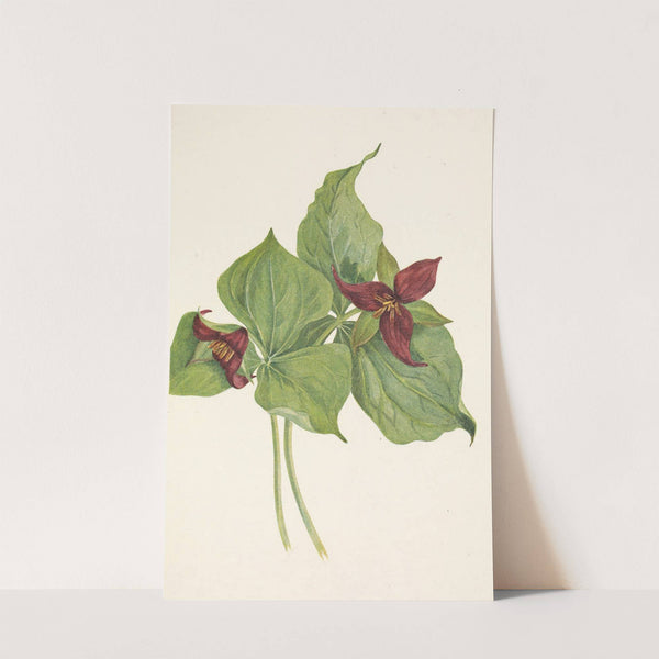 Red Trillium. Trillium erectum (1925) by Mary Vaux Walcott
