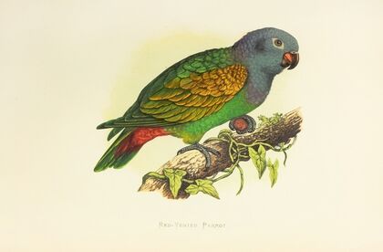 Red-Vented Parrot (1884-1887)