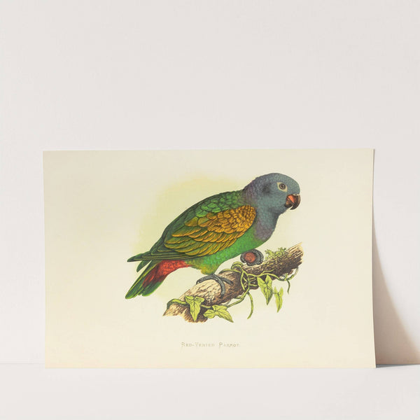 Red-Vented Parrot (1884-1887) by Alexander Francis Lydon
