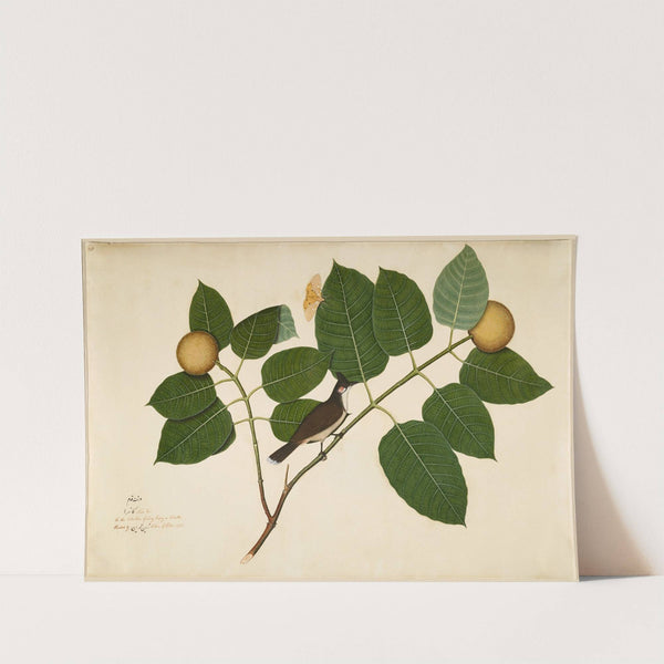 Red-whiskered Bulbul and Aganais Ficus Moth on Kadamba Branch by Sheikh Zain al-Din