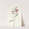 Red Willowweed. Epilobium latifolium (1925) by Mary Vaux Walcott