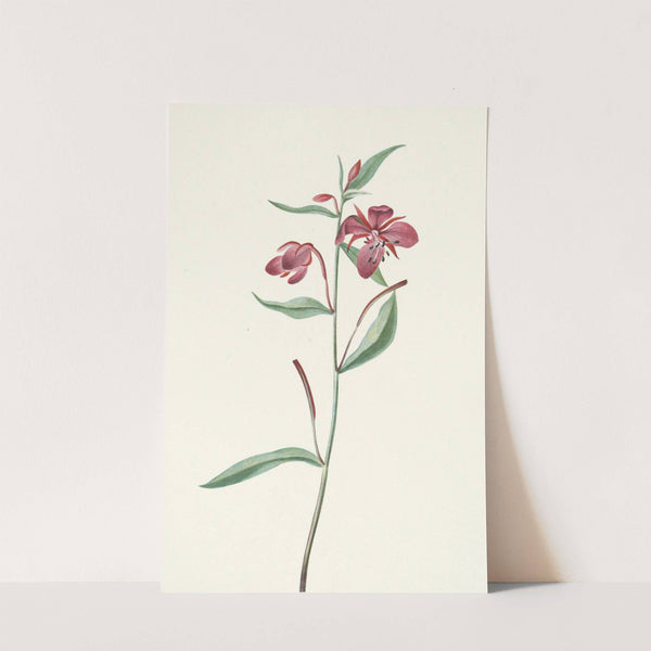 Red Willowweed. Epilobium latifolium (1925) by Mary Vaux Walcott