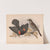 Red-winged blackbird. Agelaius phœniceus vieill. 1. Male. 2. Female (1874) by Louis Prang & Co.