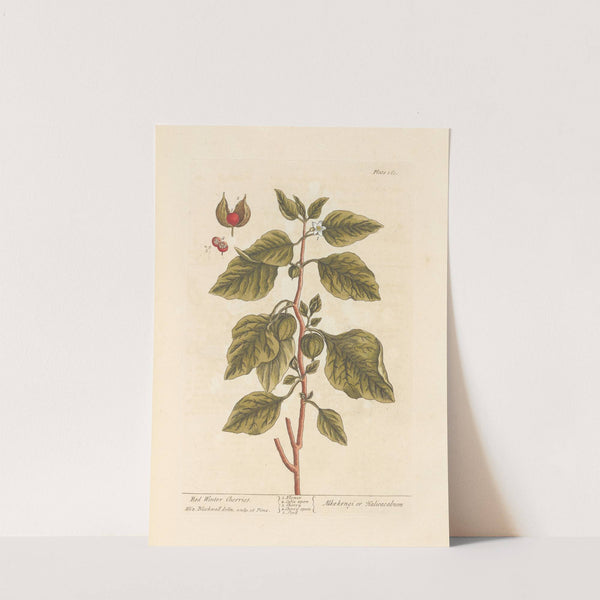 Red winter cherries by Elizabeth Blackwell