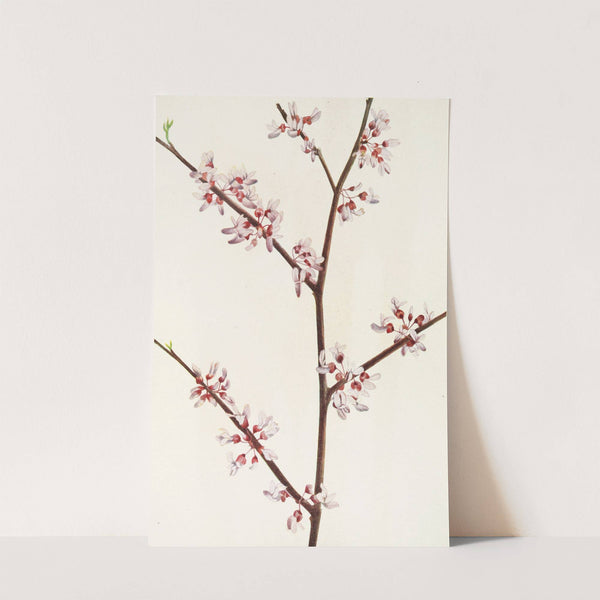 Redbud. (Cercis canadensis) (1925) by Mary Vaux Walcott