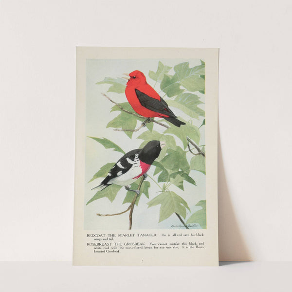 Redcoat the Scarlet Tanager, Rosebreast the Grosbeak by Louis Agassiz Fuertes