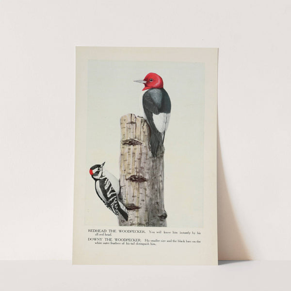 Redhead the Woodpecker, Downy the Woodpecker by Louis Agassiz Fuertes