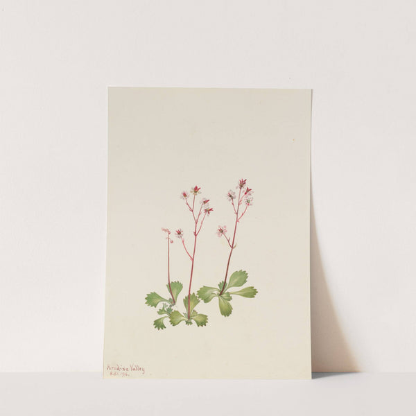 Redstem Saxifrage (Saxifraga lyallii) (1916) by Mary Vaux Walcott