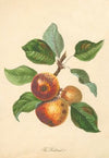 Redstreak (1811)