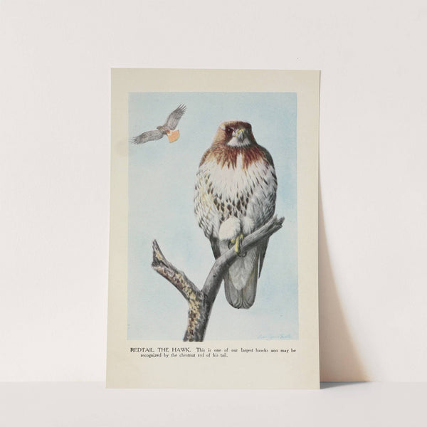 Redtail the Hawk by Louis Agassiz Fuertes