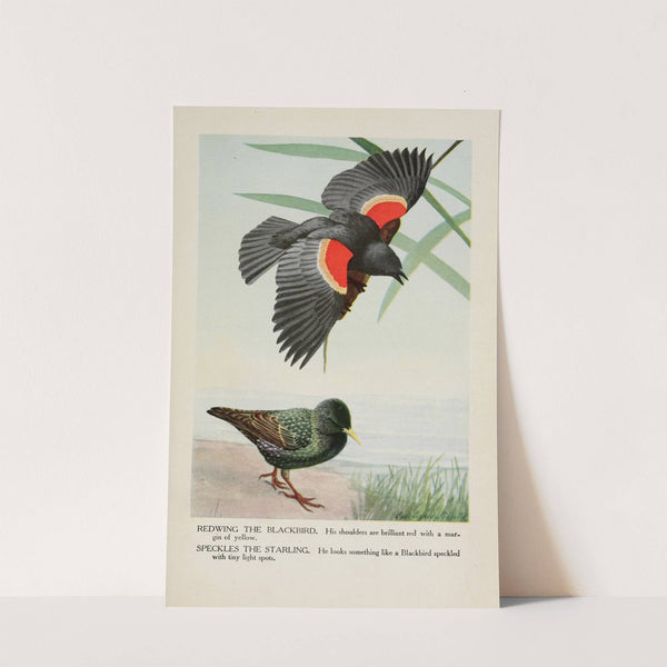 Redwing the Blackbird, Speckles the Starling by Louis Agassiz Fuertes