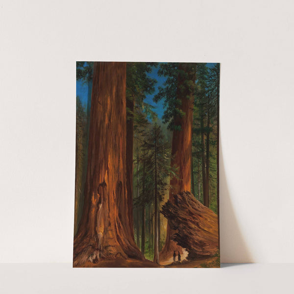 Redwood Forest, Yosemite Valley by Gilbert Davis Munger