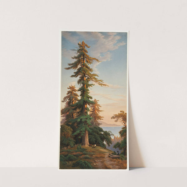 Redwood Trees, Santa Cruz Mts., Cal by John Ross Key