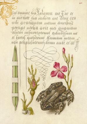 Reed Grass, French Rose, Toad, and Gillyflower (1561–1596)