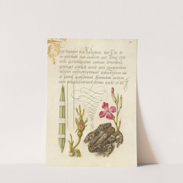 Reed Grass, French Rose, Toad, and Gillyflower (1561–1596) by Joris Hoefnagel