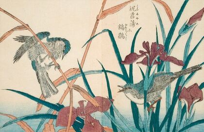 Reed Warbler with Reeds and Iris
