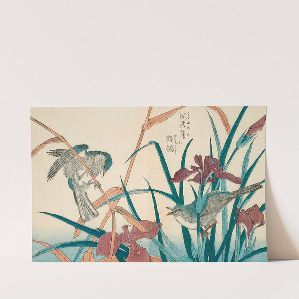 Reed Warbler with Reeds and Iris by Kitao Shigemasa