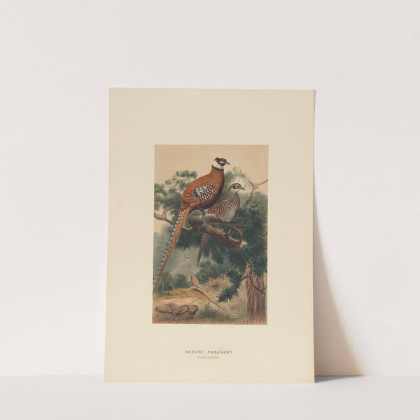 Reeves’ Pheasant by Joseph Wolf