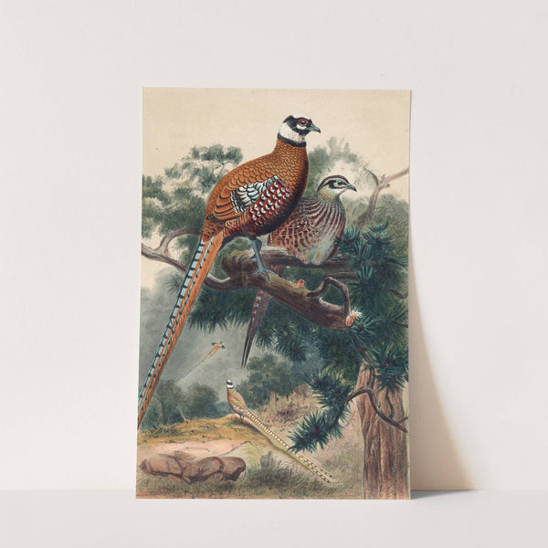 Reeves Pheasant by Joseph Wolf