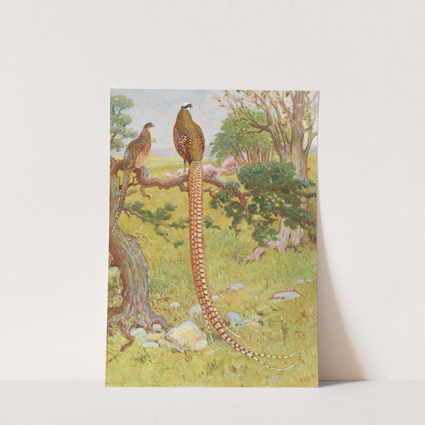 Reeves's Pheasant by Charles Robert Knight