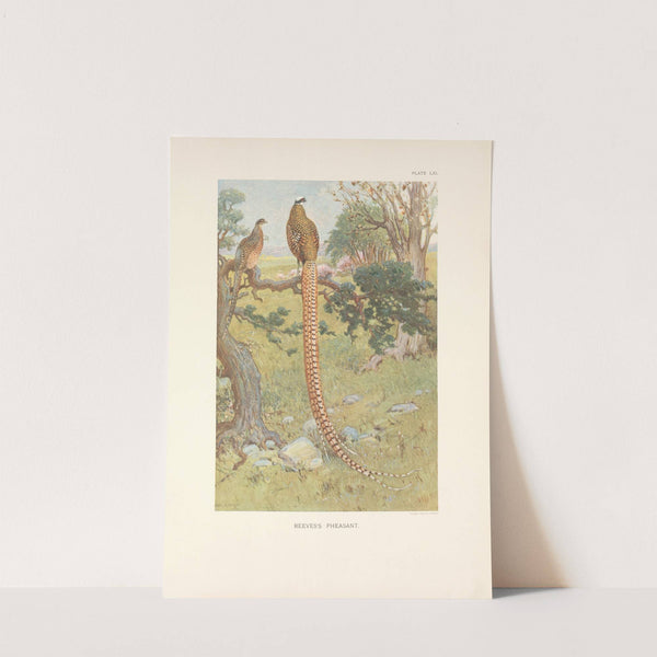 Reeves’s Pheasant (Syrmaticus reevesi). (1918-1922) by Charles Robert Knight