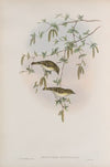 Reguloïdes superciliosus. Yellow-browed Warbler. (1862-1873)