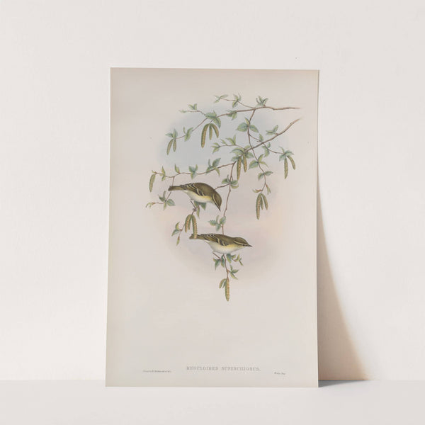 Reguloïdes superciliosus. Yellow-browed Warbler. (1862-1873) by John Gould