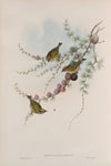 Regulus ignicapillus. Fire-crested Wren. (1862-1873)