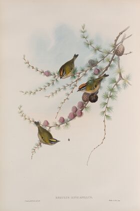 Regulus ignicapillus. Fire-crested Wren. (1862-1873)