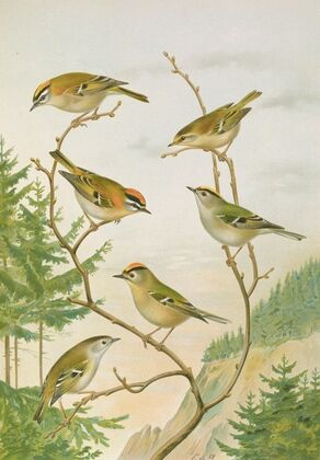 Regulus ignicapillus, Regulus regulus — size preview