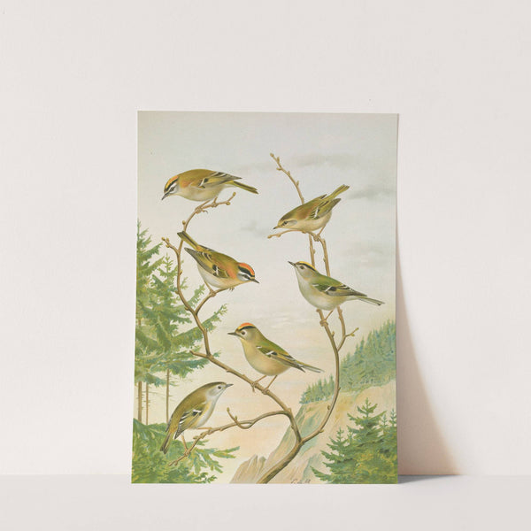 Regulus ignicapillus, Regulus regulus by Johann Friedrich Naumann