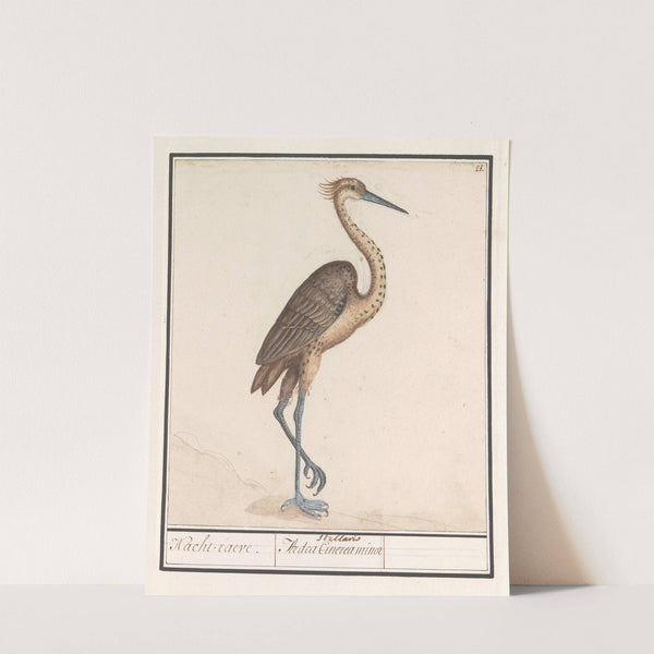 Reiger (Ardea) (1596-1610) by Anselmus Boëtius de Boodt