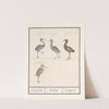 Reigers (Ardeidae) (1596-1610) by Anselmus Boëtius de Boodt