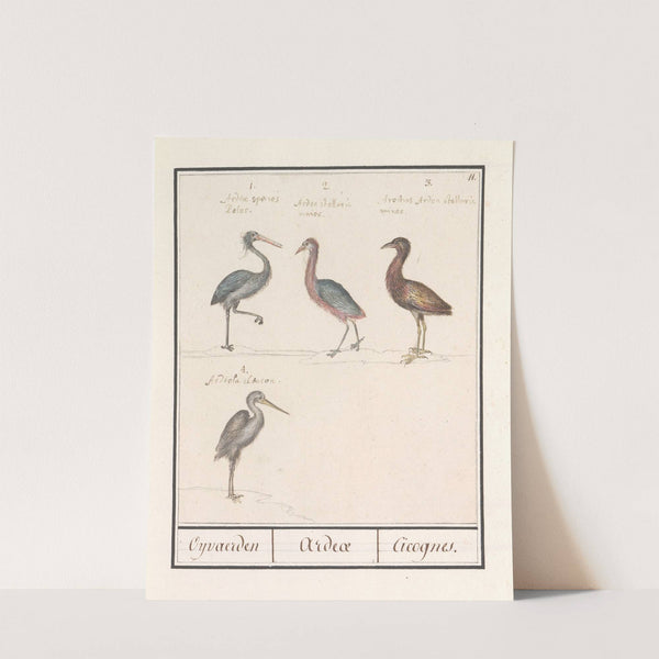 Reigers (Ardeidae) (1596-1610) by Anselmus Boëtius de Boodt