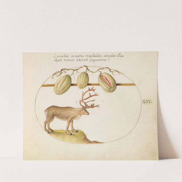Reindeer with Melons (1575-1590) by Joris Hoefnagel