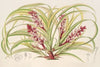 Reineckea carnea, fol. varieg