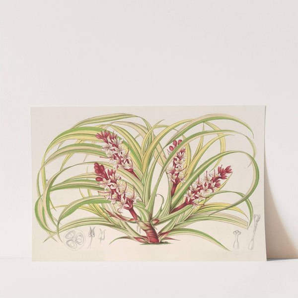 Reineckea carnea, fol. varieg by Charles Antoine Lemaire