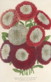 Reines-Marguerites (nouvelles) à centre blanc