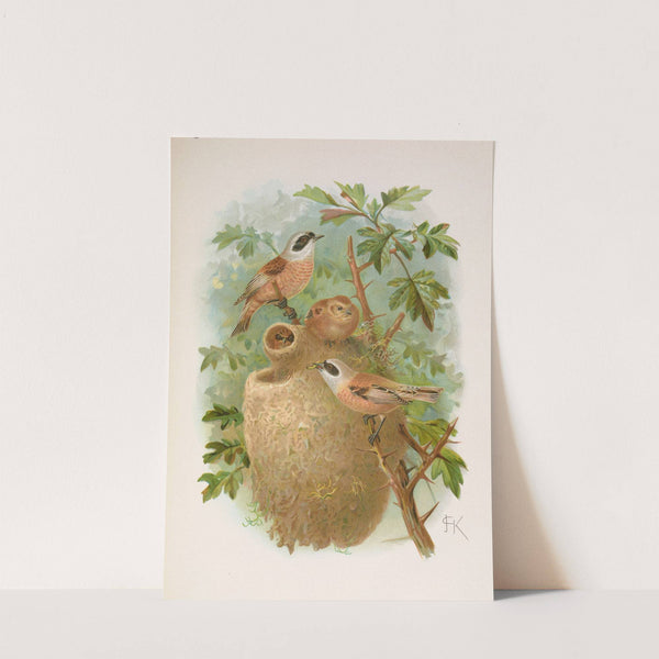 Remizus pendulinus by Johann Friedrich Naumann