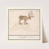 Rendier (Rangifer tarandus) Rangifer. Renne (1596-1610) by Anselmus Boëtius de Boodt
