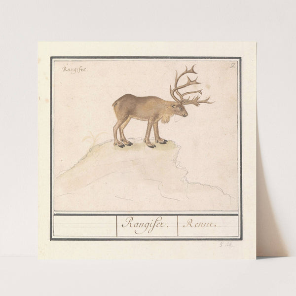 Rendier (Rangifer tarandus) Rangifer. Renne (1596-1610) by Anselmus Boëtius de Boodt