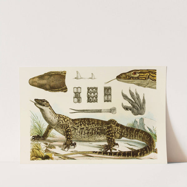 Reptiles I by Frederick McCoy