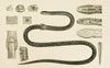 Reptiles II