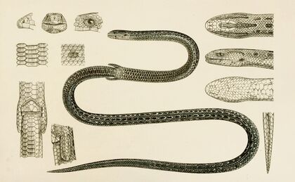 Reptiles II