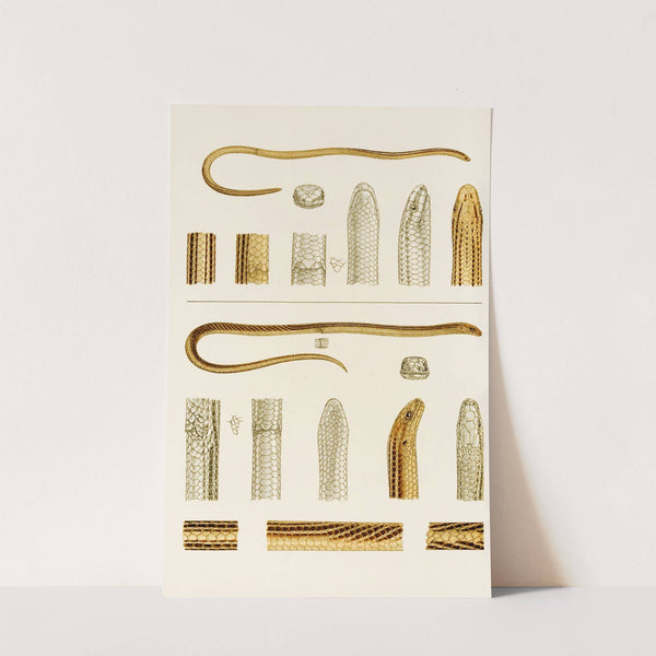 Reptiles IV by Frederick McCoy