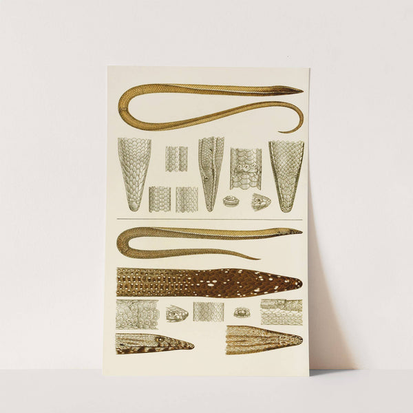 Reptiles V by Frederick McCoy