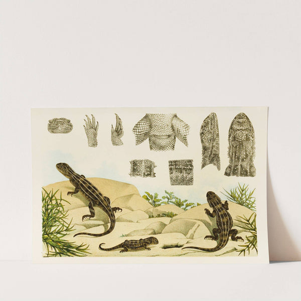 Reptiles VII by Frederick McCoy